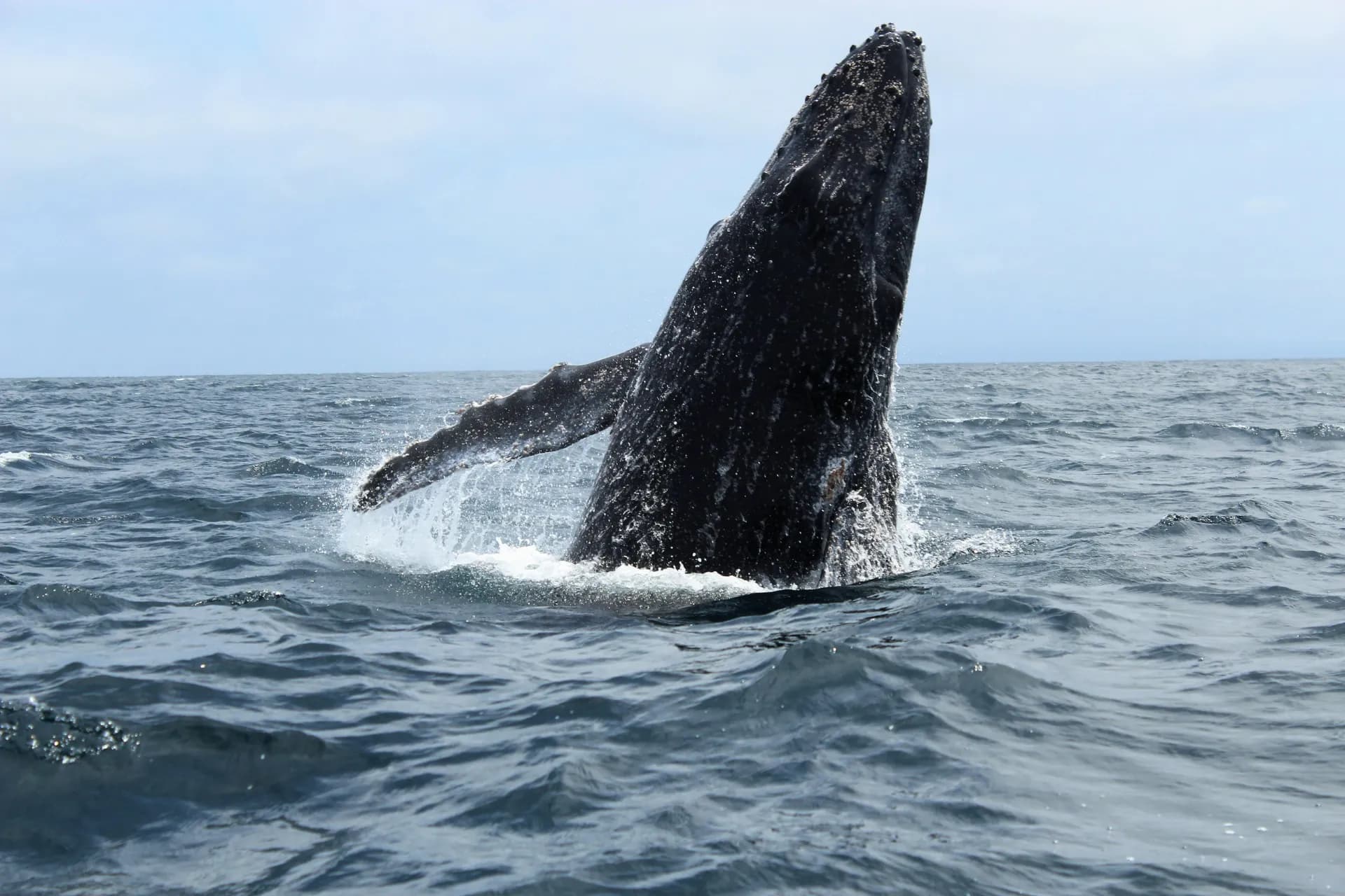 Majestic blue whale surfacing in the Indian Ocean — a premier leisure experience in Sri Lanka