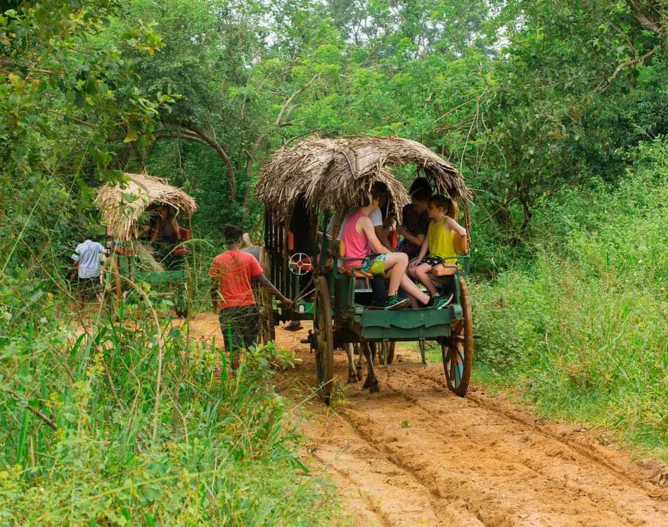 Traditional Sri Lankan village scene with bullock cart